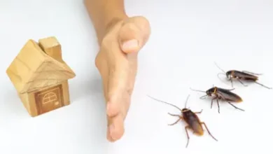 Cockroaches Out Of Your House