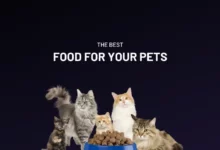 Your Pets in Singapore